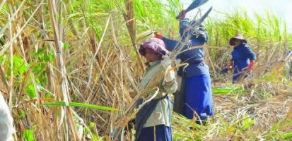 recolte sucre de cannes